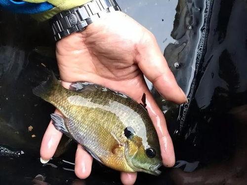 活八瓜鱼吃货视频大全集,一场味蕾的盛宴之旅