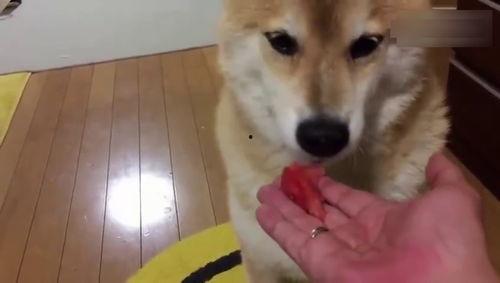 那些狗吃瓜的视频在线观看,狗狗吃瓜视频大盘点