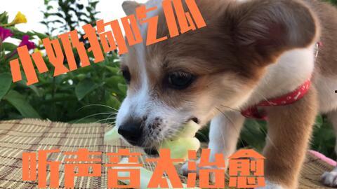 那些狗吃瓜的视频在线观看,狗狗吃瓜视频大盘点