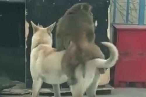 那些狗吃瓜的视频在线观看,狗狗吃瓜视频大盘点