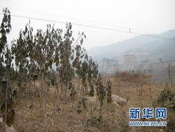 奉节吃瓜后续事件视频,后续视频揭示惊人真相