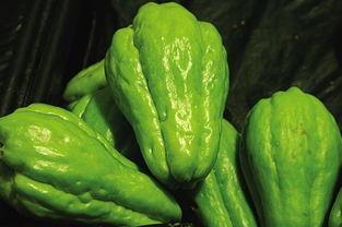 菜狗吃佛手瓜视频在线观看,一场趣味横生的美食探险