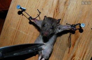 老鼠吃佛手瓜视频大全集,老鼠品尝佛手瓜视频大全集