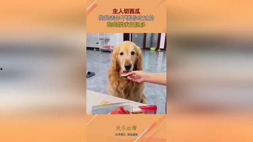 狗狗可以吃切瓜吗视频,揭秘切瓜在宠物饮食中的妙用