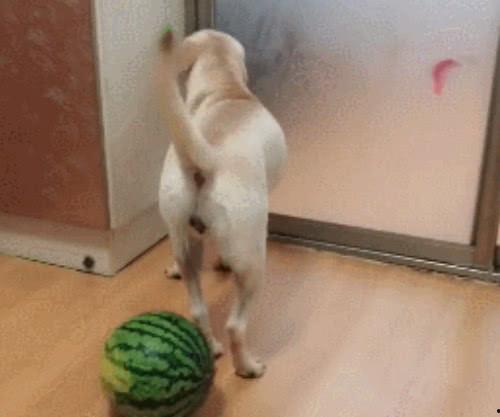 狗狗可以吃切瓜吗视频,揭秘切瓜在宠物饮食中的妙用