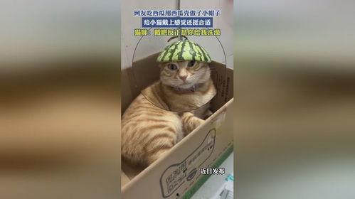 猫咪吃瓜西瓜视频大全,萌宠吃瓜视频大盘点