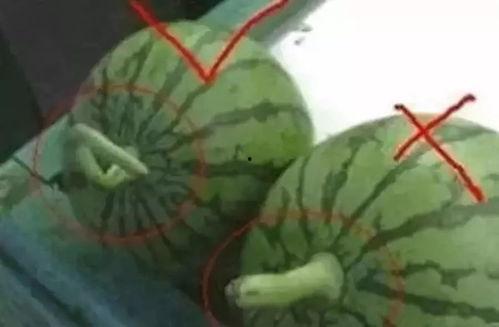 怎样看吃瓜视频最新版,趣味与娱乐的完美融合