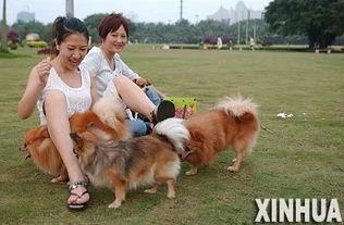 吃瓜少女养狗的视频,吃瓜少女的欢乐养宠生活