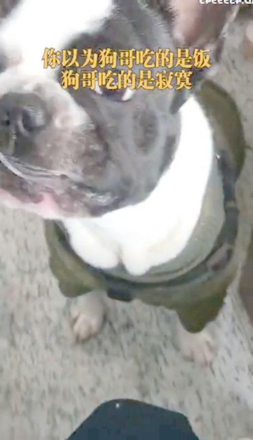 狗哥吃瓜事件视频大全,视频大全揭秘网络热点背后的真相