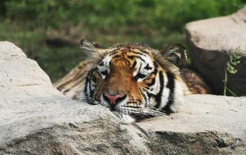 老虎吃瓜的故事视频,一场意外引发的趣味故事