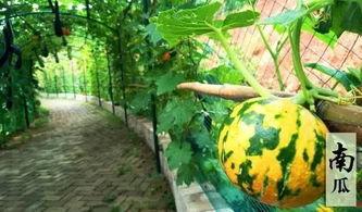 吃瓜有趣的视频