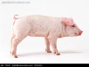 猪吃瓜的素材视频下载,萌宠趣味瞬间，解锁夏日欢乐时光